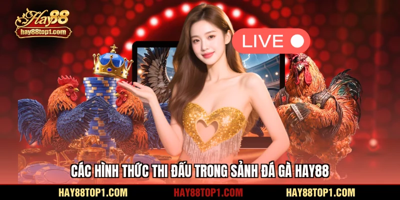 Các hình thức thi đấu trong sảnh đá gà HAY88